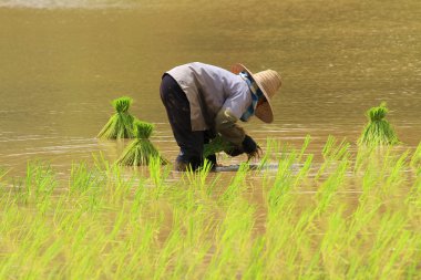 Çiftçi pirinç ekimi yapıldı.