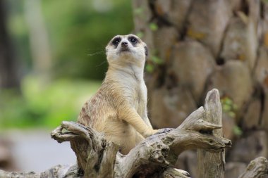 meerkat ayakta