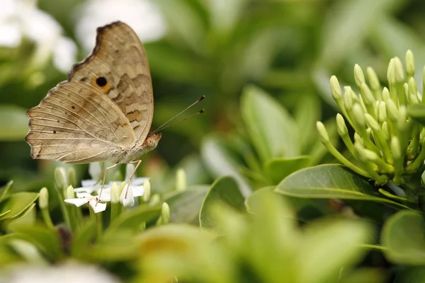 Papillon sur fleurs blanches — Photo