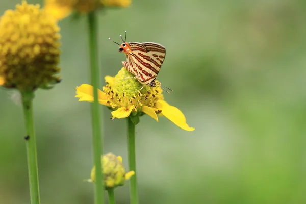 Schmetterling sitzt auf der Blume — Stockfoto