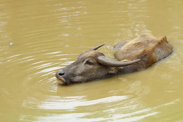 Búfalo de agua descansando — Foto de Stock