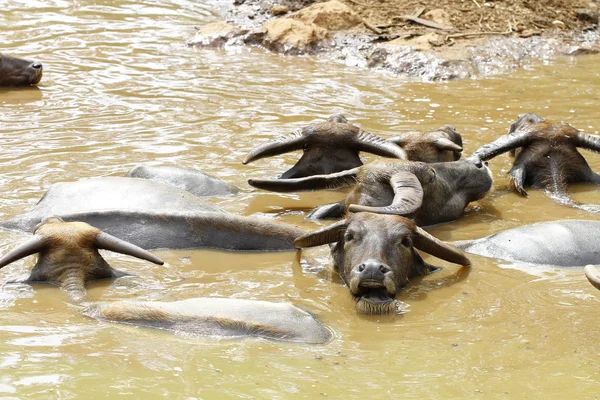 Grupo de búfalos de agua — Foto de Stock