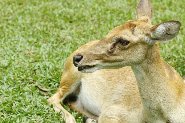 Geyik geyik yavrusu — Stok fotoğraf