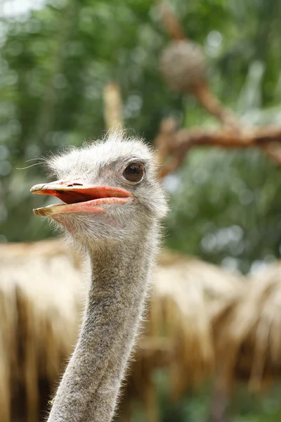 stock image Ostrich head