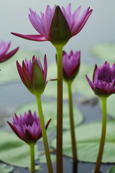 stock image Pink water lily