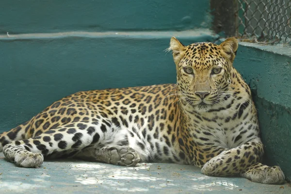Primer plano de una hembra leopardo — Foto de Stock
