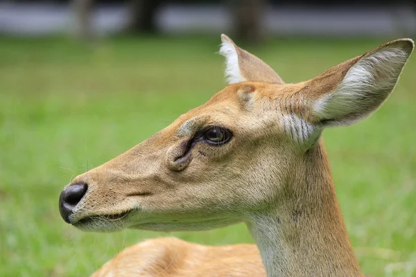 クローズ アップかわいい子鹿の肖像画 — ストック写真