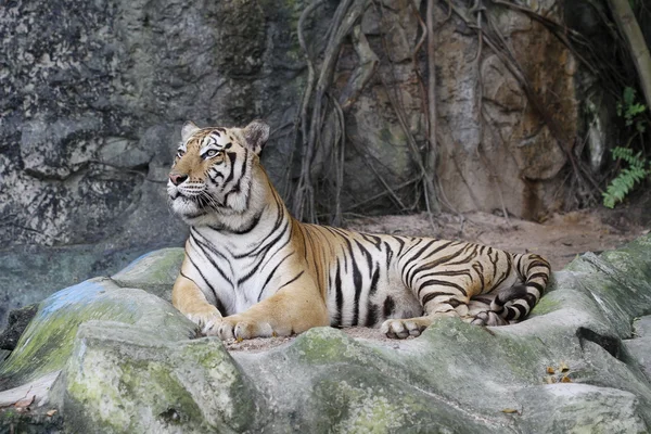 Tigre siberiano descansando — Foto de Stock
