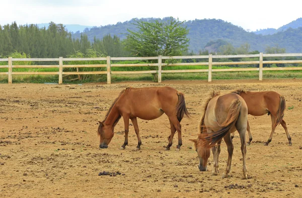 Horses in paddock — Stock Photo, Image