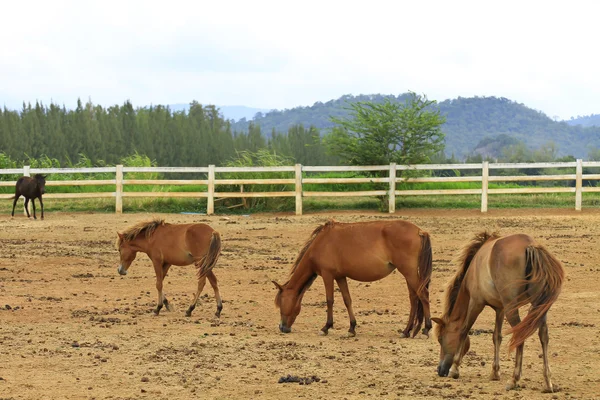 Cavalos rebanho em um campo — Fotografia de Stock