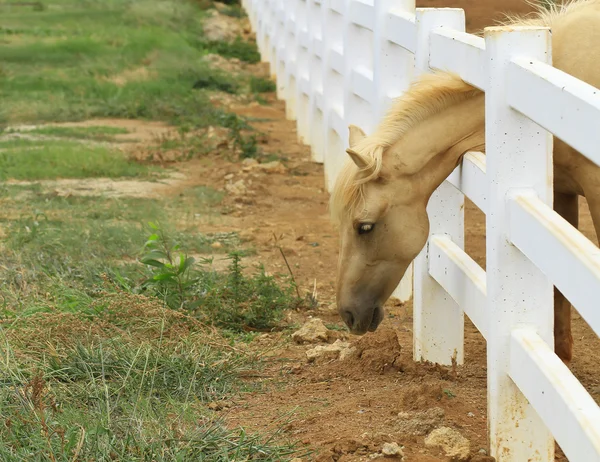 Cavalo em paddock — Fotografia de Stock