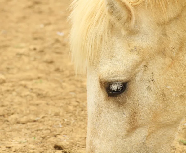 Beyaz bir at closeup — Stok fotoğraf