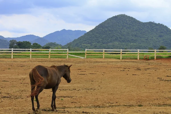 stock image Brown horse