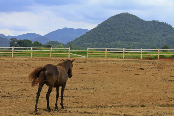 stock image Brown horse