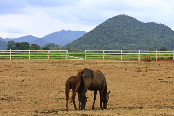 stock image Horse falimy