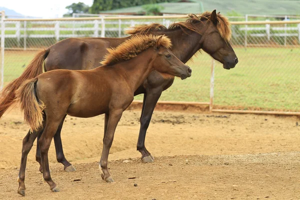 Falimia de cavalo — Fotografia de Stock