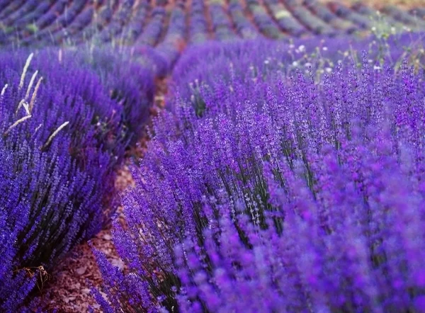 stock image Lavender cultivated field in Provence.