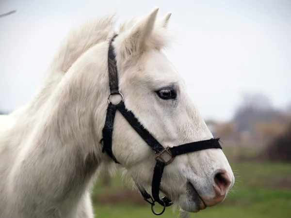 Portrait de cheval blanc — Photo