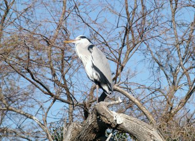 Camargue Ulusal Yaban hayatı rezerv