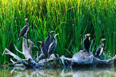 Cormorants in the danube delta clipart