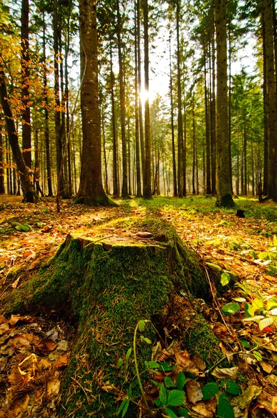 Waldlandschaft — Stockfoto