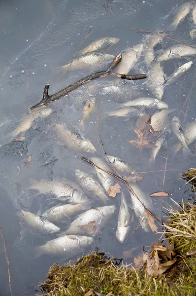 Mrtvé ryby — Stock fotografie
