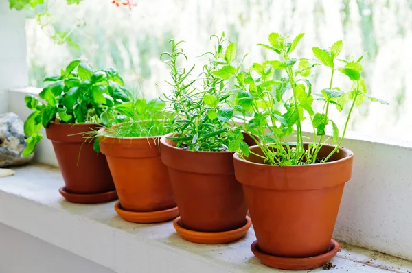 stock image Fresh green herbs