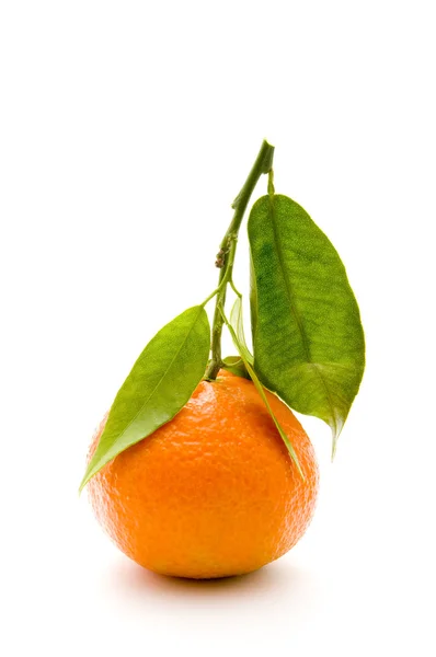 Tangerine på gren — Stockfoto