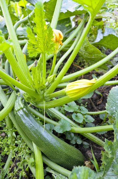 Fresh zucchini in garden — Stock Photo, Image