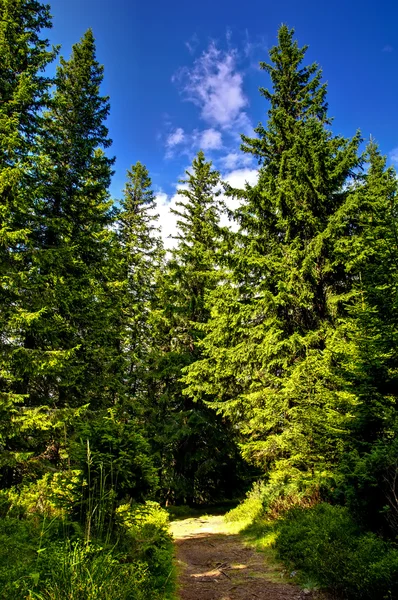 stock image Footpath through dark forest