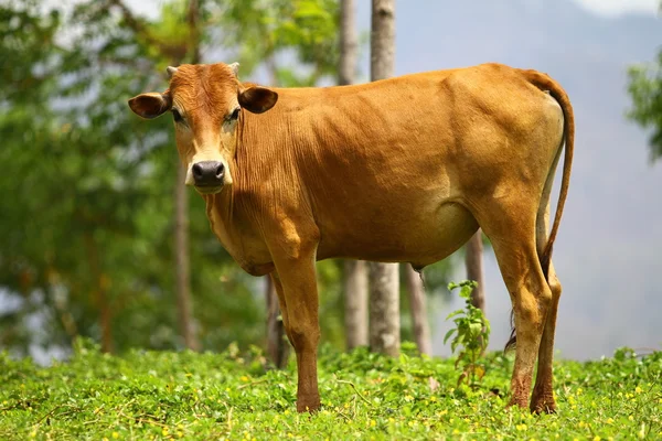 stock image Cow asia