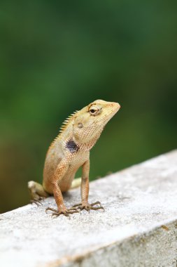 Lizard portrait clipart