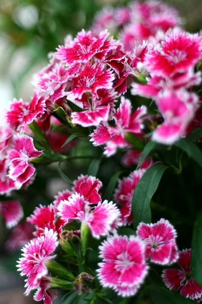 Farben der Blume — Stockfoto
