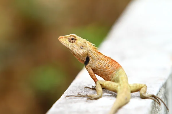 stock image Lizard