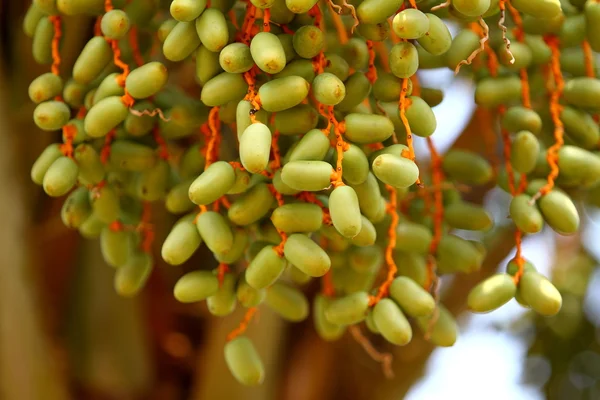 Stock image Palm fruit