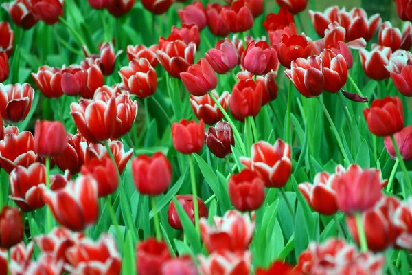 빨간 toulips 필드 스톡 사진