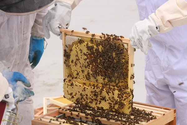Frame of bees with drone comb