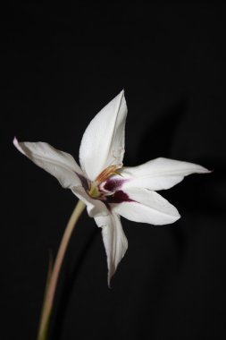 Acidanthera