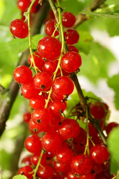 stock image Ripe Redcurrant raceme