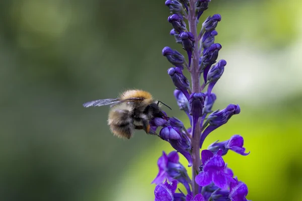 Bumble bee toplama gıda