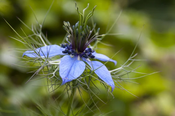 stock image Nigella flower - Love in a mist