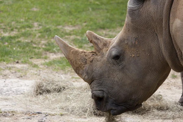 Rhino yeme - sadece baş