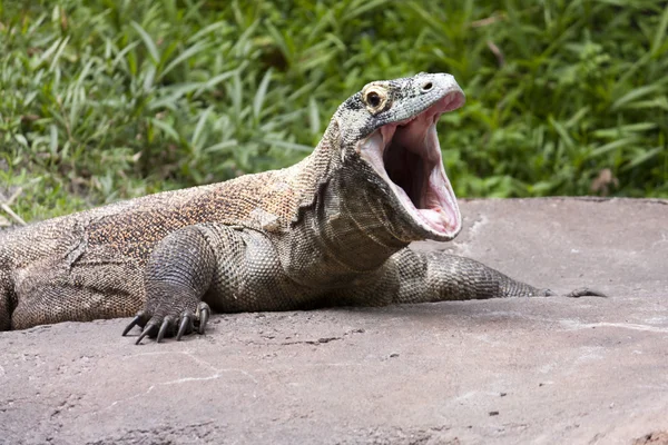 Komodo Δράκος στόμα ανοικτό — Φωτογραφία Αρχείου