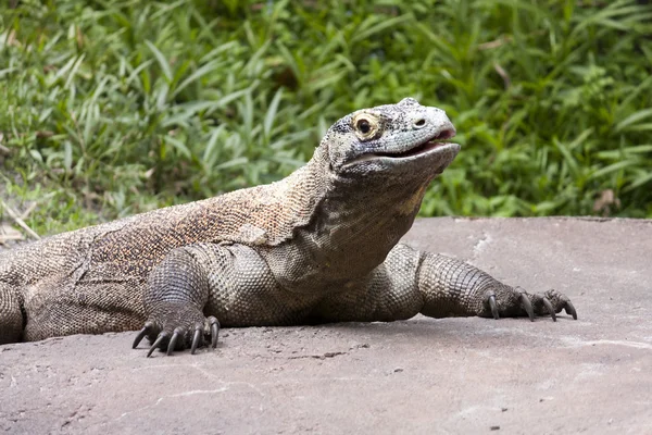 komodo dragon ağzı kapalı