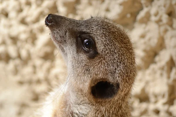 Meerkats — 스톡 사진