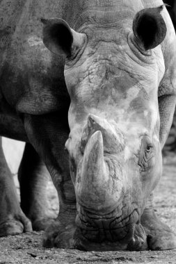 Rhino in black and white clipart