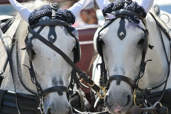Paarden met versieringen — Stockfoto