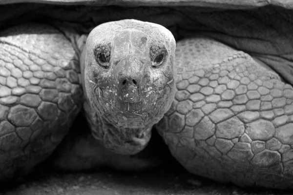 Reuzenschildpadden — Stockfoto