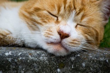 Red cat sleeping clipart