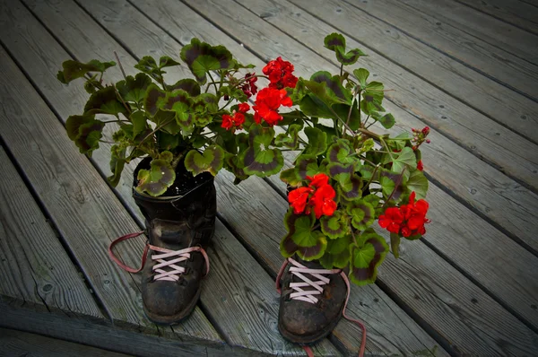 Květiny v botách — Stock fotografie